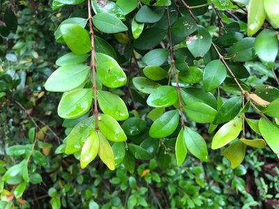 Syzygium buxifolium, photographed by Cheng-Tao Lin
