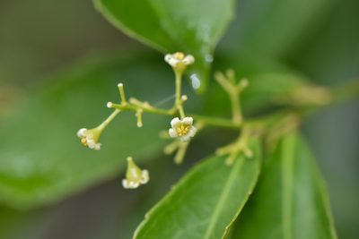 Celastrus hindsii, photographed by Cheng-Tao Lin