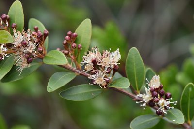Syzygium buxifolium, photographed by Cheng-Tao Lin
