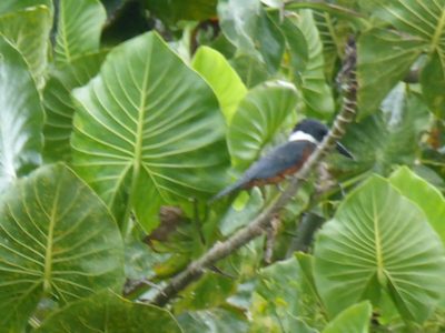 Montrichardia linifera, photographed by Tommy Andriollo