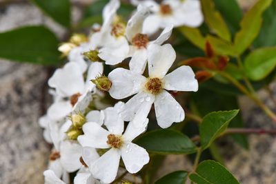 Rosa indica, photographed by Cheng-Tao Lin