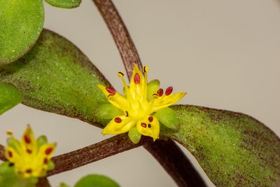 Sedum makinoi, photographed by Cheng-Tao Lin