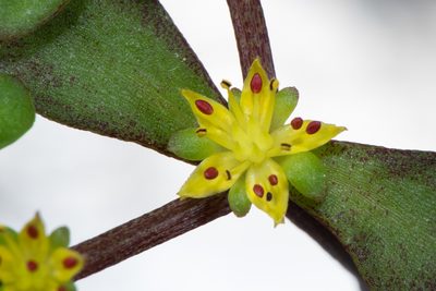 Sedum makinoi, photographed by Cheng-Tao Lin
