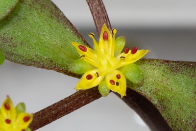 Sedum makinoi, photographed by Cheng-Tao Lin