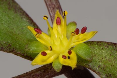 Sedum makinoi, photographed by Cheng-Tao Lin