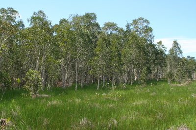 Melaleuca cajuputi, photographed by Oleg Kosterin