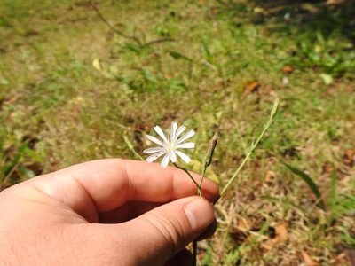 Lactuca inermis, photographed by Matthew Fainman