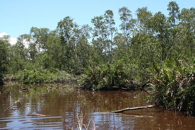 Melaleuca cajuputi, photographed by Oleg Kosterin