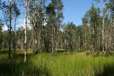 Melaleuca cajuputi, photographed by Oleg Kosterin