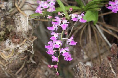 Aerides maculosa, photographed by Malaika Mathew Chawla