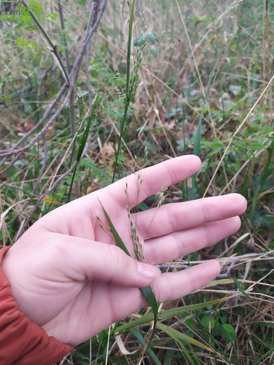 Achnatherum virescens, photographed by Сергей Крыленко