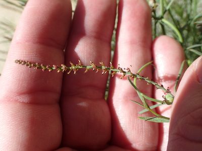 Stillingia linearifolia, photographed by rockybajada