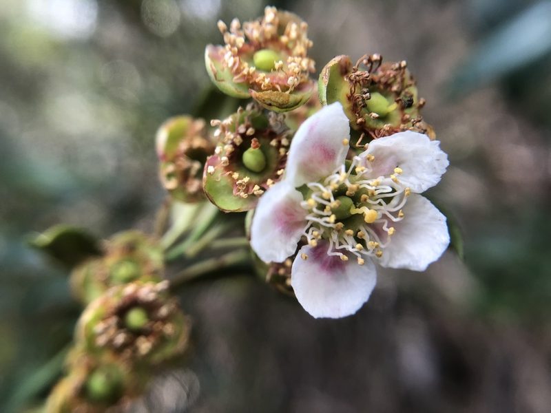 Prinsepia scandens, photographed by 黃美滿