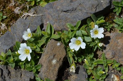 Cerastium latifolium, photographed by Jason Grant