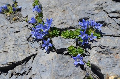 Campanula cenisia, photographed by Jason Grant