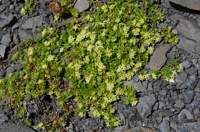 Galium megalospermum, photographed by Jason Grant