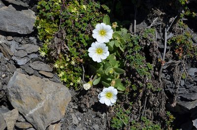Cerastium latifolium, photographed by Jason Grant