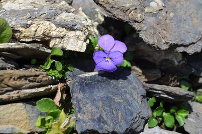 Viola cenisia, photographed by Jason Grant