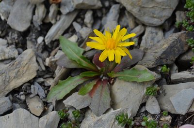 Scorzoneroides montana, photographed by Jason Grant
