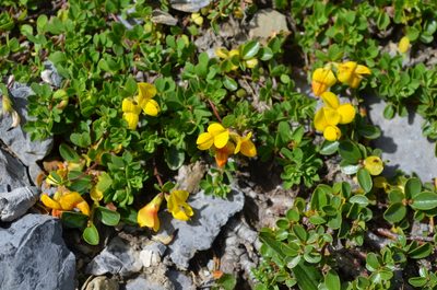 Lotus alpinus, photographed by Jason Grant