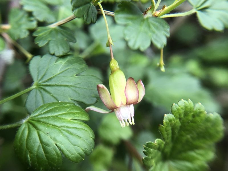 Ribes formosanum, photographed by 黃美滿