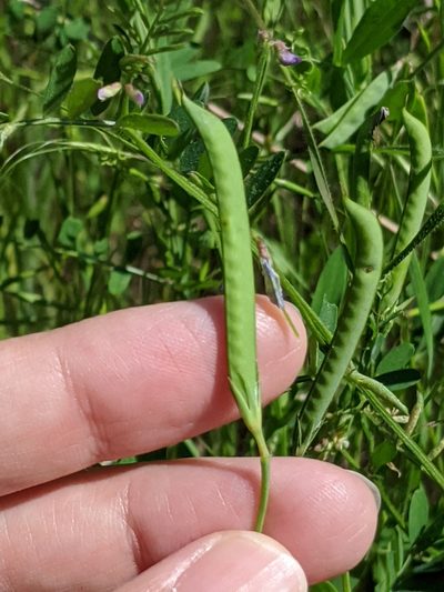 Lathyrus pusillus, photographed by Alison Northup