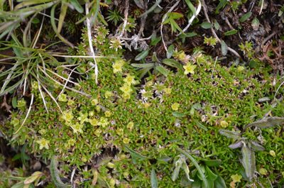 Cherleria sedoides, photographed by Jason Grant