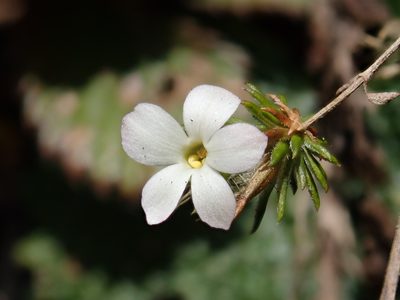 Hemiphragma heterophyllum, photographed by 黃美滿