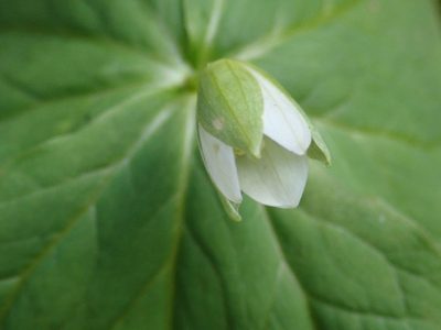 Trillium tschonoskii, photographed by 黃美滿