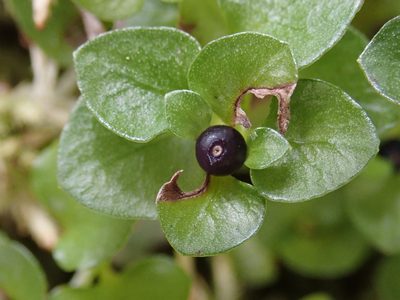 Nertera nigricarpa, photographed by 黃美滿