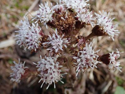 Petasites formosanus, photographed by 黃美滿