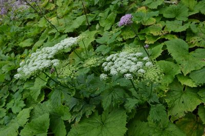 Peucedanum ostruthium, photographed by Jason Grant