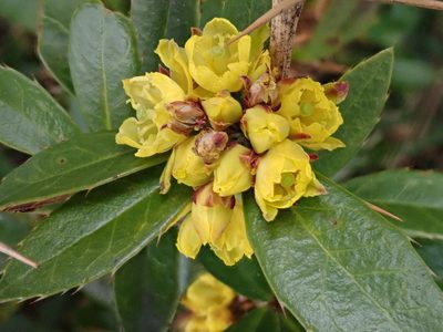 Berberis kawakamii, photographed by 黃美滿