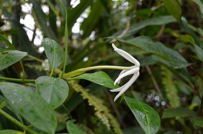 Hillia parasitica, photographed by Jason Grant