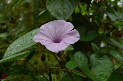 Ipomoea setifera, photographed by Jason Grant