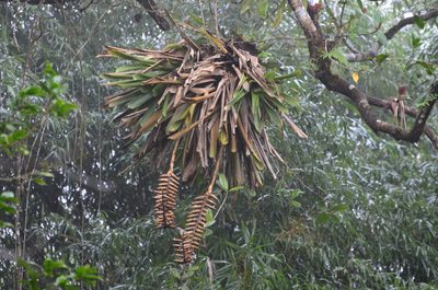 Vriesea macrostachya, photographed by Jason Grant