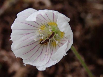 Oxalis griffithii, photographed by 黃美滿