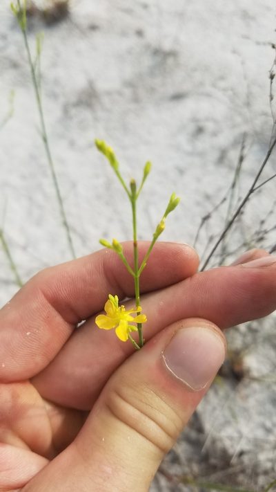 Hypericum cumulicola, photographed by Scott Ward