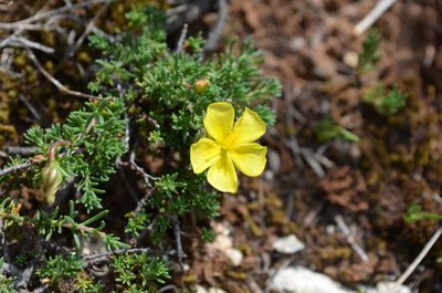 Fumana procumbens, photographed by Jason Grant
