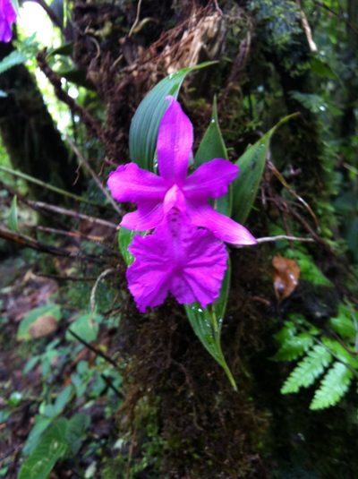 Sobralia amabilis, photographed by Jason Grant
