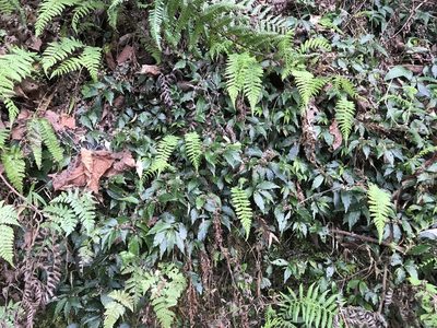 Elatostema radicans, photographed by lansan
