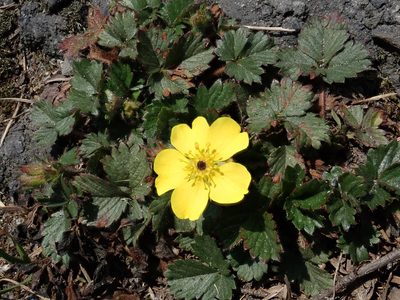 Potentilla matsumurae, photographed by 黃美滿