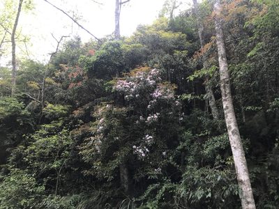 Rhododendron latoucheae, photographed by lansan