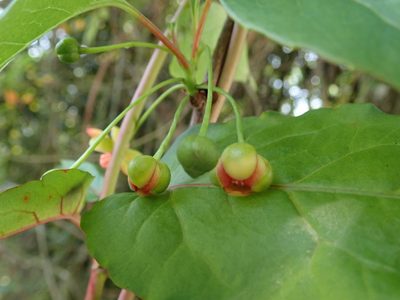 Schisandra arisanensis, photographed by 黃美滿