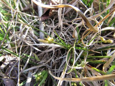 Carex umbellata, photographed by Chris Hoess