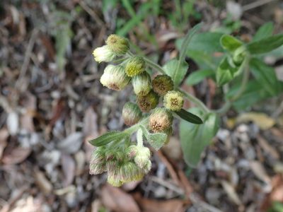 Eschenbachia japonica, photographed by 黃美滿