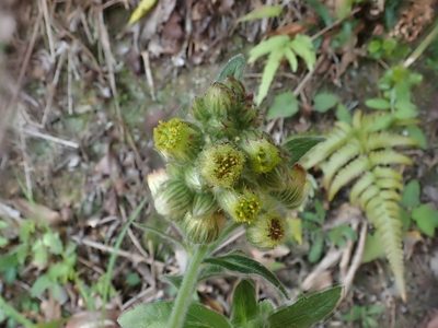 Eschenbachia japonica, photographed by 黃美滿