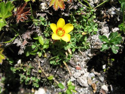 Oxalis bisfracta, photographed by Jason Grant