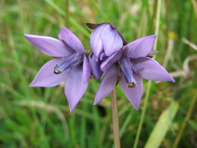 Gentianella rapunculoides, photographed by Jason Grant