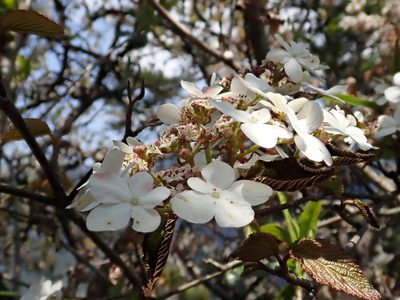 Viburnum furcatum, photographed by 黃美滿